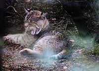 Bobcat